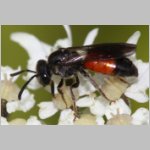 Sphecodes pellucidus - Blutbiene w006b 8mm - OS-Hellern Waldwiese det.jpg